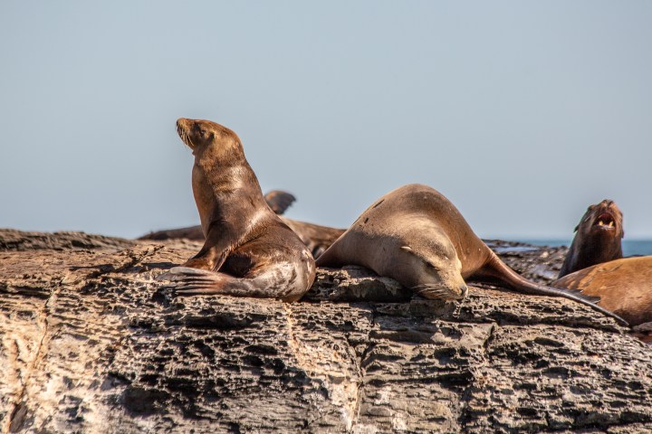 seals in loreto