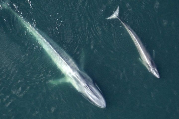 Blue Whale tour Loreto